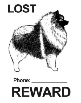 Lost Dog Poster